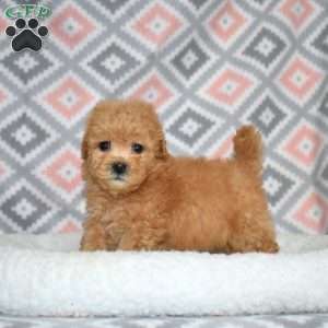 Peaches, Bich-Poo Puppy